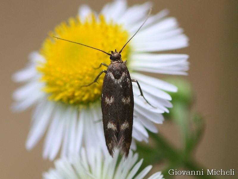 Scythris scopolella Scythrididae